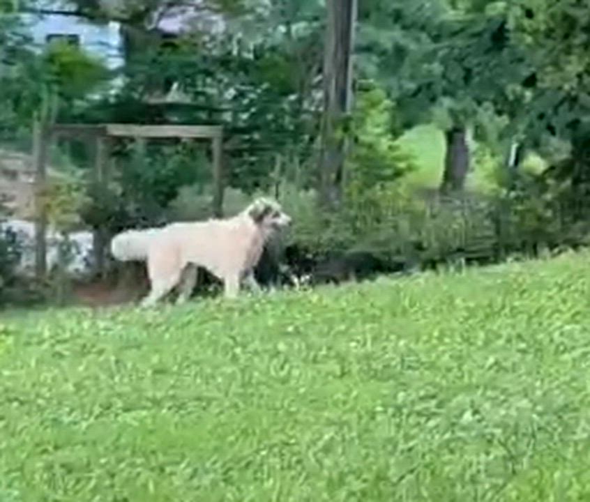 Enlarge Dolce, a ADOPTABLE Great Pyrenees in Claremont, NC video 4/4