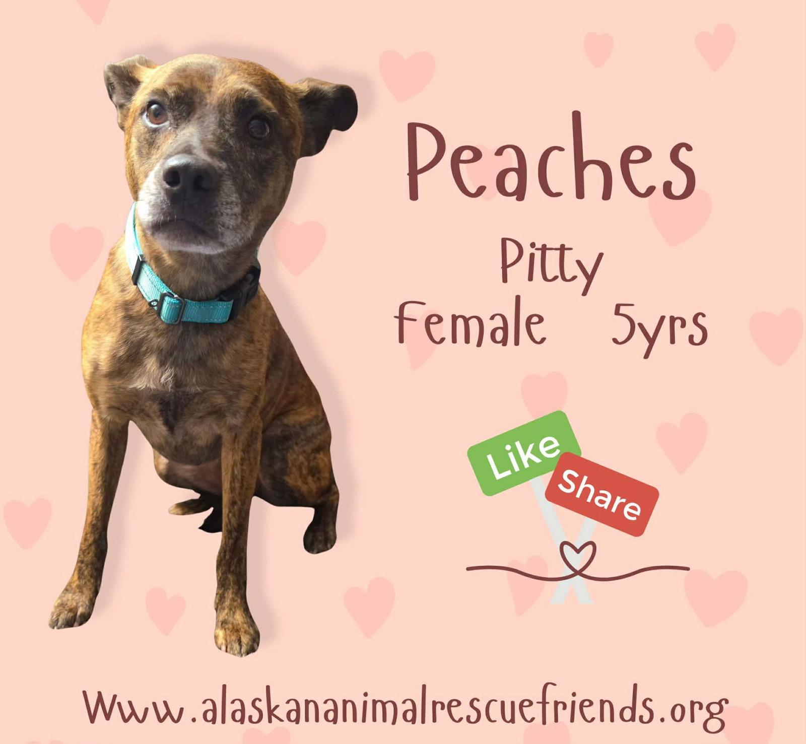 Peaches, Adopted, Adult Female Pit Bull Terrier.