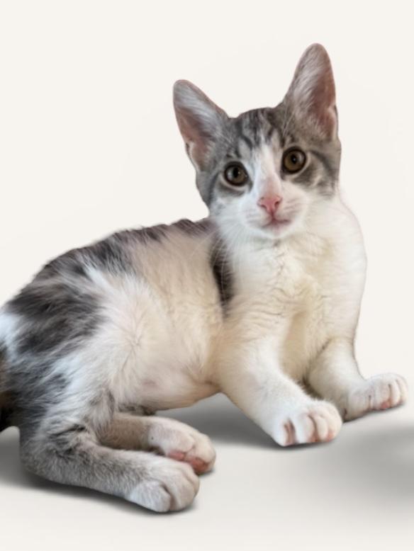 Enlarge MAMBO & CALYPSO, an adopted Domestic Short Hair in Wyandotte, MI image 2/3