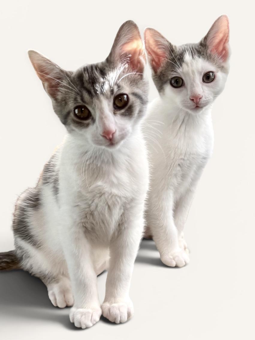 Enlarge MAMBO & CALYPSO, an adopted Domestic Short Hair in Wyandotte, MI image 1/3