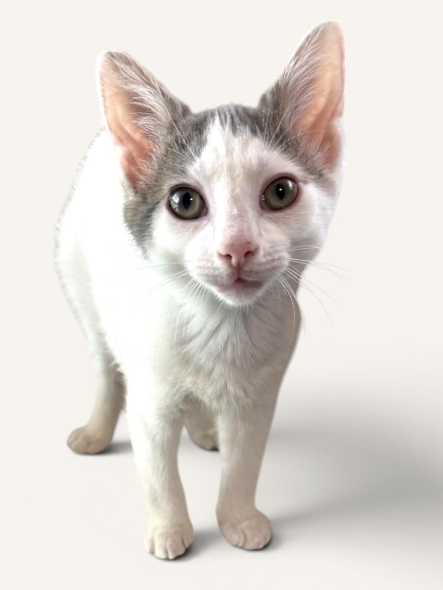 Enlarge MAMBO & CALYPSO, an adopted Domestic Short Hair in Wyandotte, MI image 3/3