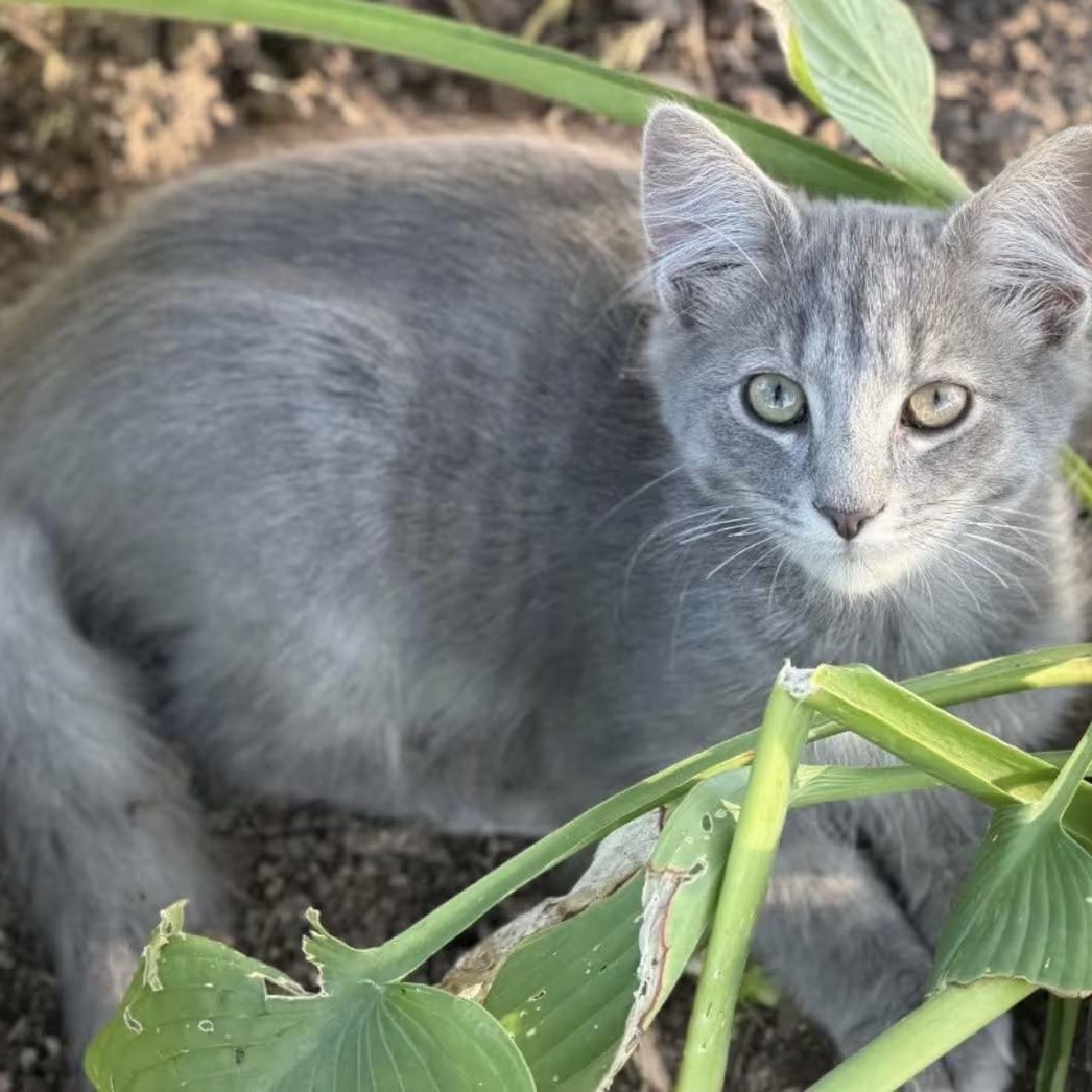 Precious, Adoptable, Young Male Domestic Long Hair.
