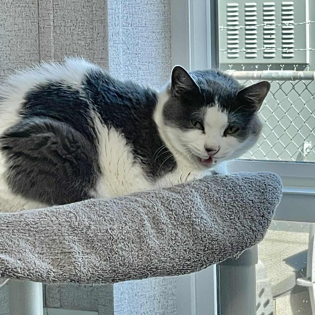 Enlarge Melanie, a Adoptable Domestic Short Hair in St. Helena, CA image 1/6