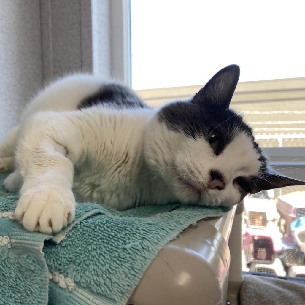 Melanie, a Adoptable Domestic Short Hair in St. Helena, CA image 1/6