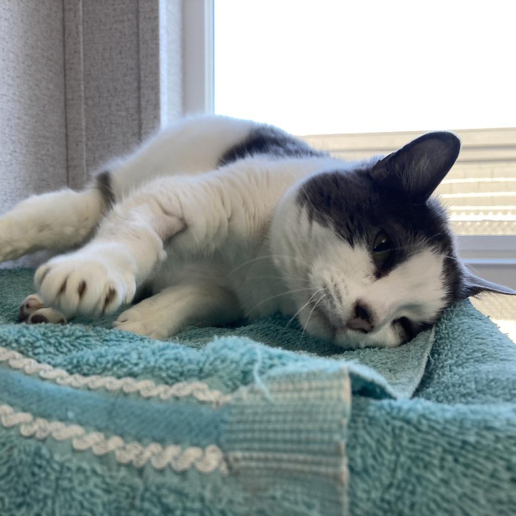 Enlarge Melanie, a Adoptable Domestic Short Hair in St. Helena, CA image 2/6