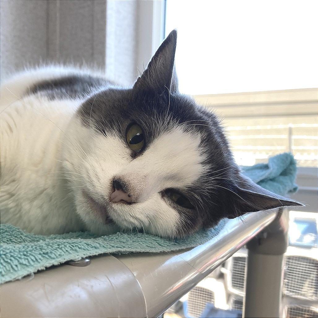 Melanie, a Adoptable Domestic Short Hair in St. Helena, CA image 4/6