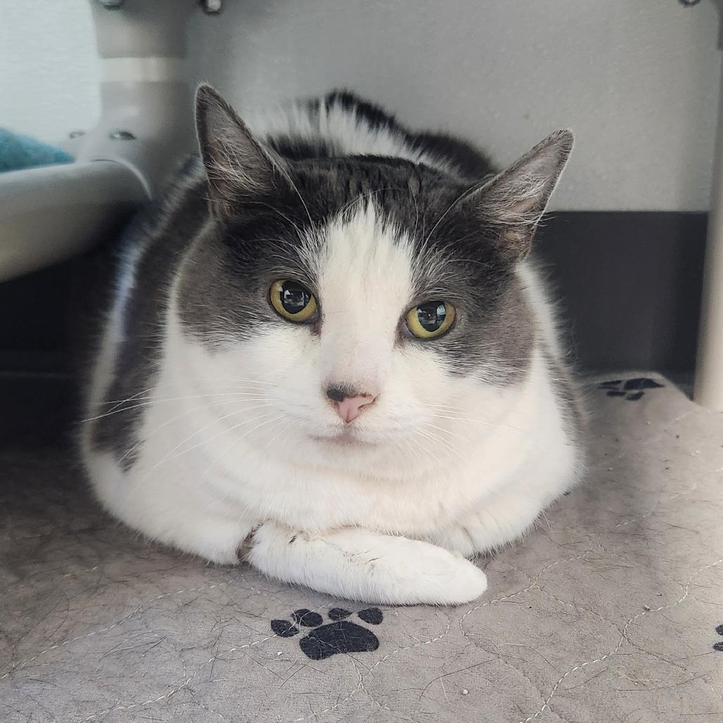 Melanie, a Adoptable Domestic Short Hair in St. Helena, CA image 5/6