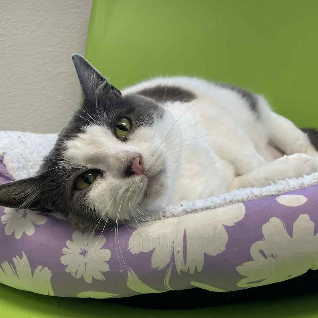 Melanie, a Adoptable Domestic Short Hair in St. Helena, CA image 5/6