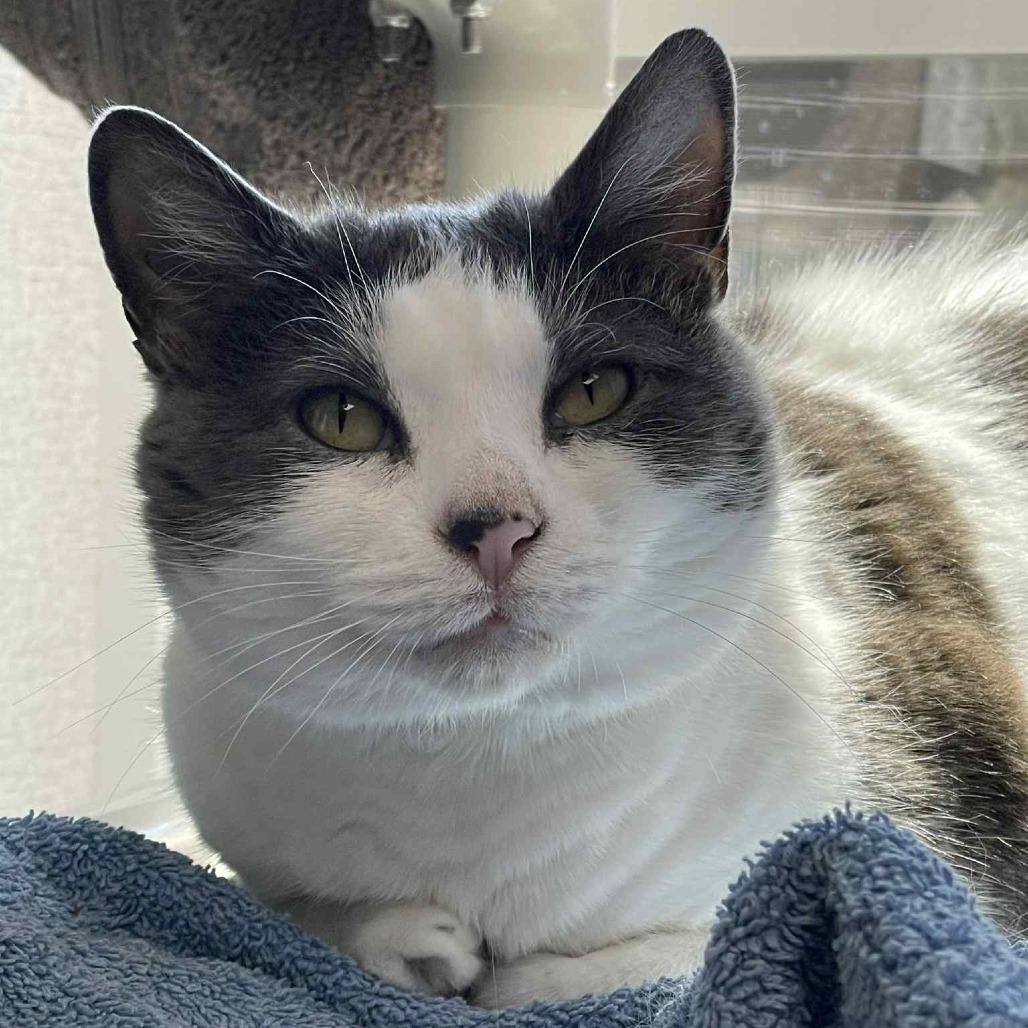 Enlarge Melanie, a Adoptable Domestic Short Hair in St. Helena, CA image 5/6