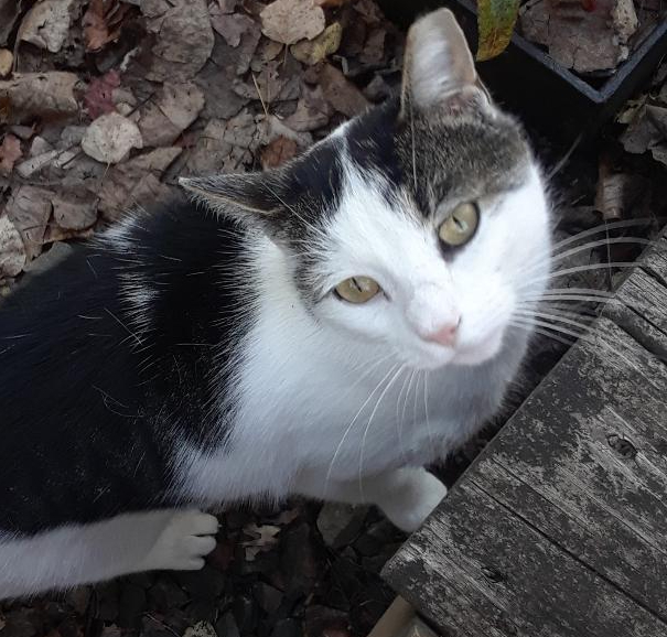 Ramblin' Man (Rambler), a Adoptable Domestic Short Hair in Millerton, PA image 2/6