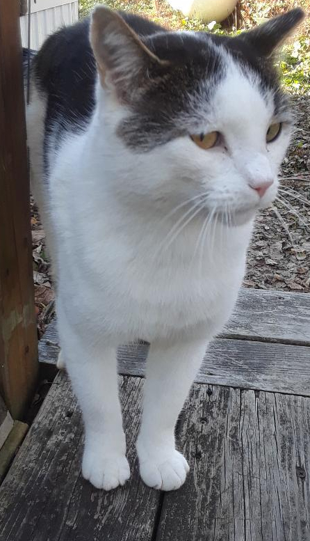 Ramblin' Man (Rambler), a Adoptable Domestic Short Hair in Millerton, PA image 3/6