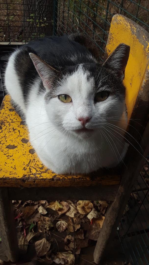 Ramblin' Man (Rambler), a Adoptable Domestic Short Hair in Millerton, PA image 4/6