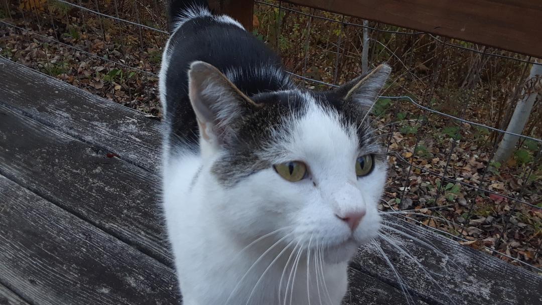 Ramblin' Man (Rambler), a Adoptable Domestic Short Hair in Millerton, PA image 5/6