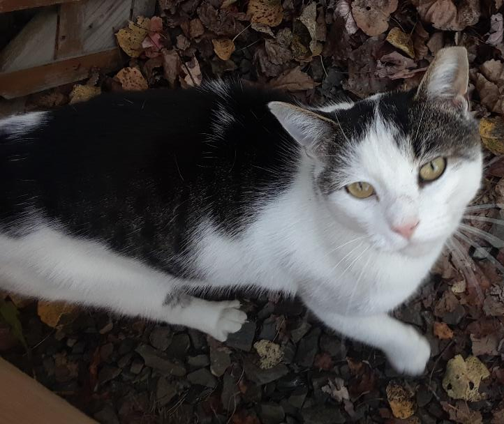 Ramblin' Man (Rambler), a Adoptable Domestic Short Hair in Millerton, PA image 6/6