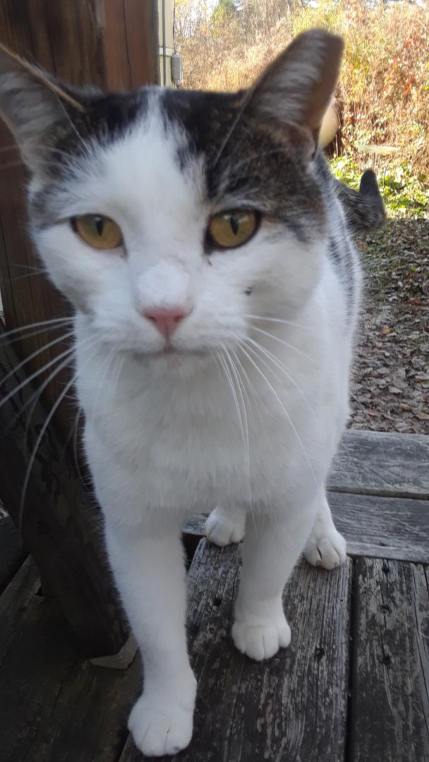 Ramblin' Man (Rambler), Adoptable, Adult Male Domestic Short Hair.