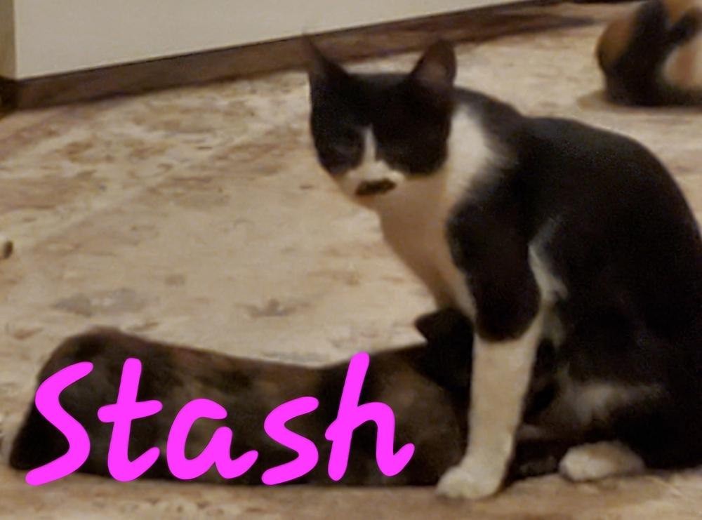 Enlarge Stash, a Adoptable mixed breed in Willcox, AZ image 1/1