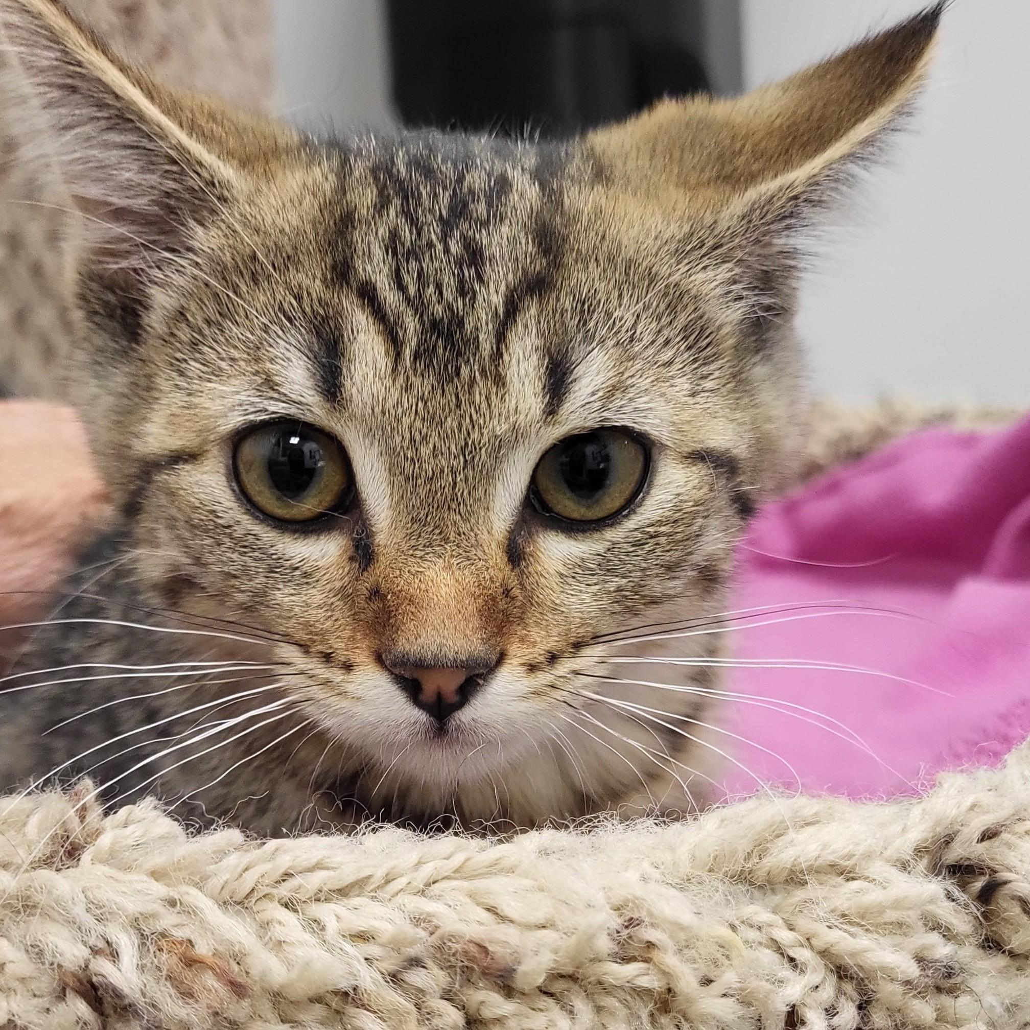 Zig Zag, an adopted Domestic Short Hair in Grayslake, IL image 4/4