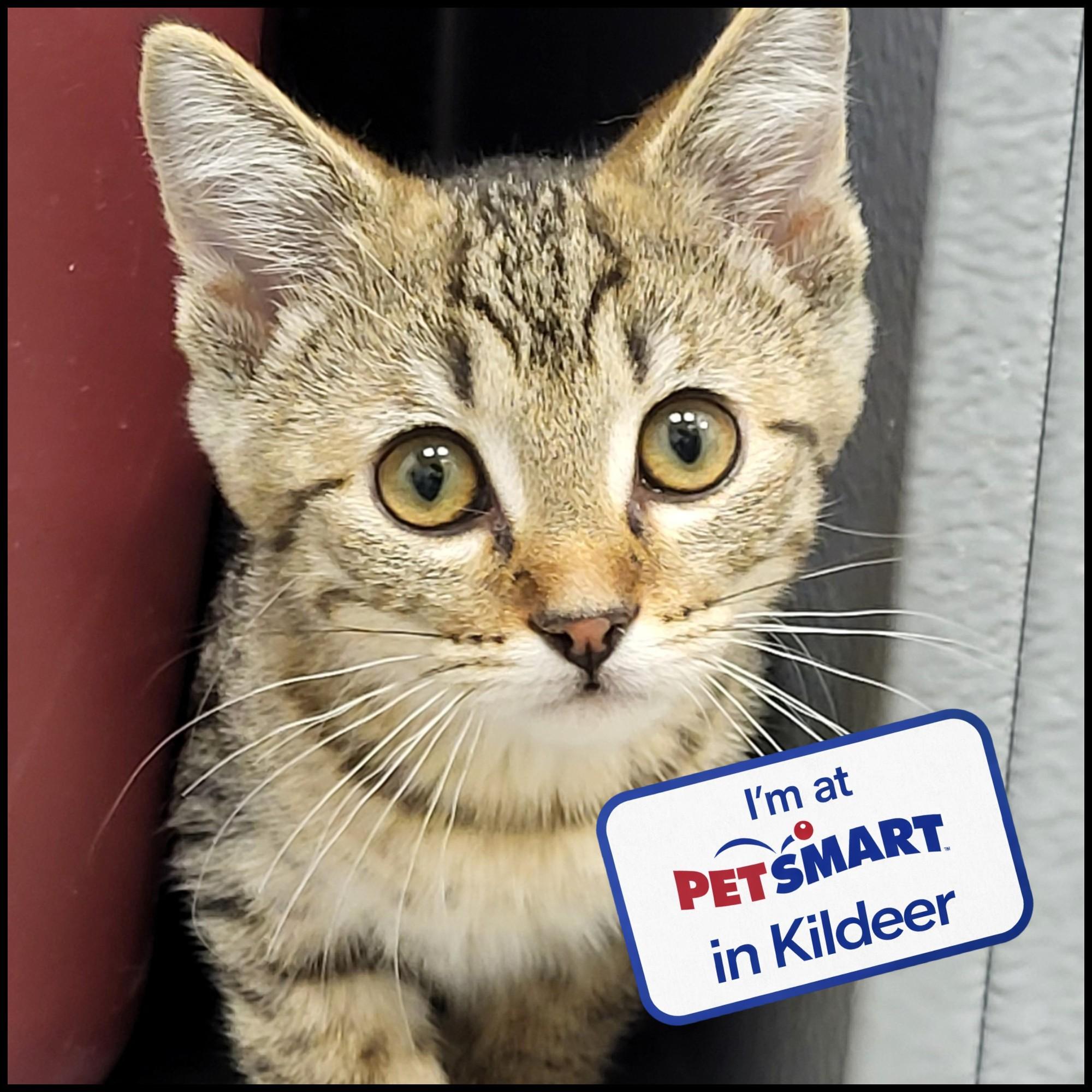 Zig Zag, adopted, Kitten Male Domestic Short Hair.