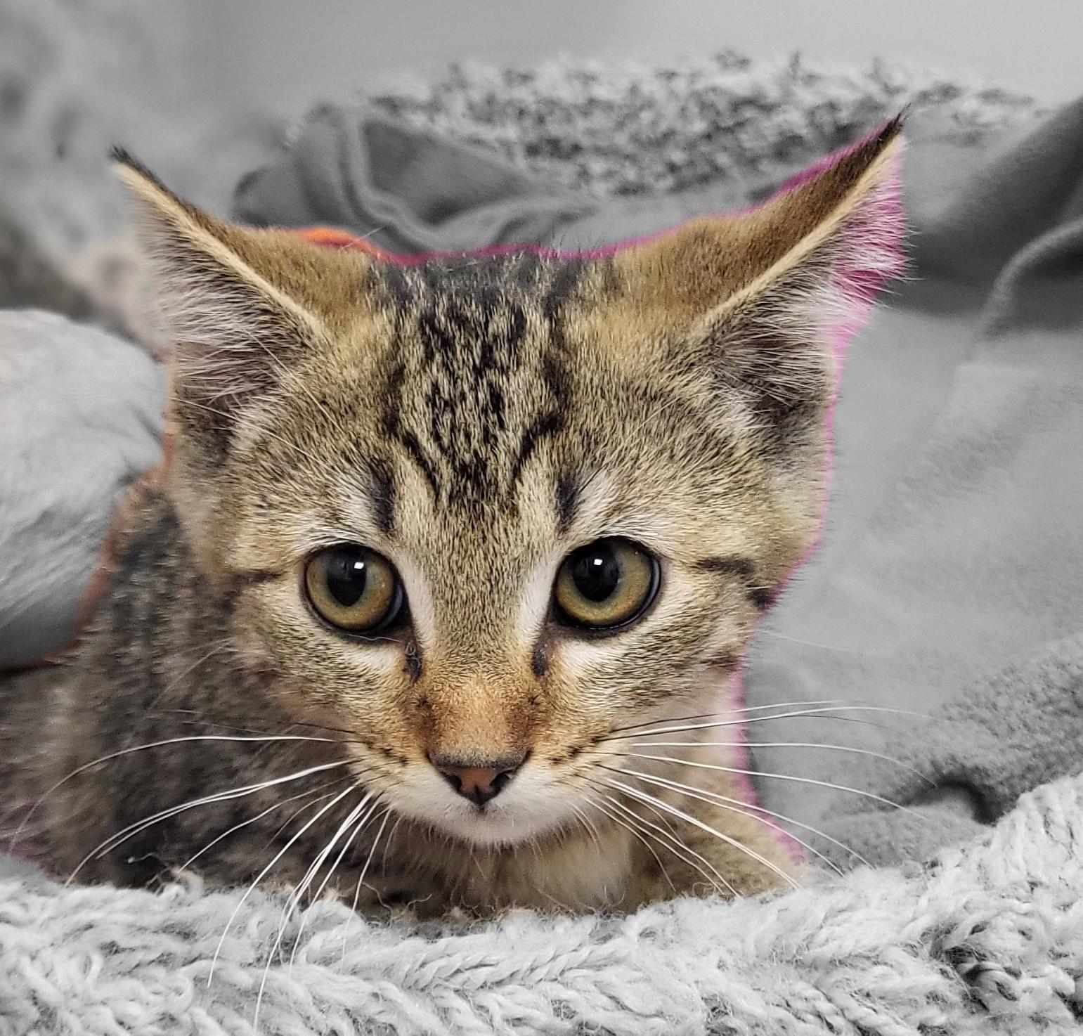 Zig Zag, an adopted Domestic Short Hair in Grayslake, IL image 2/4