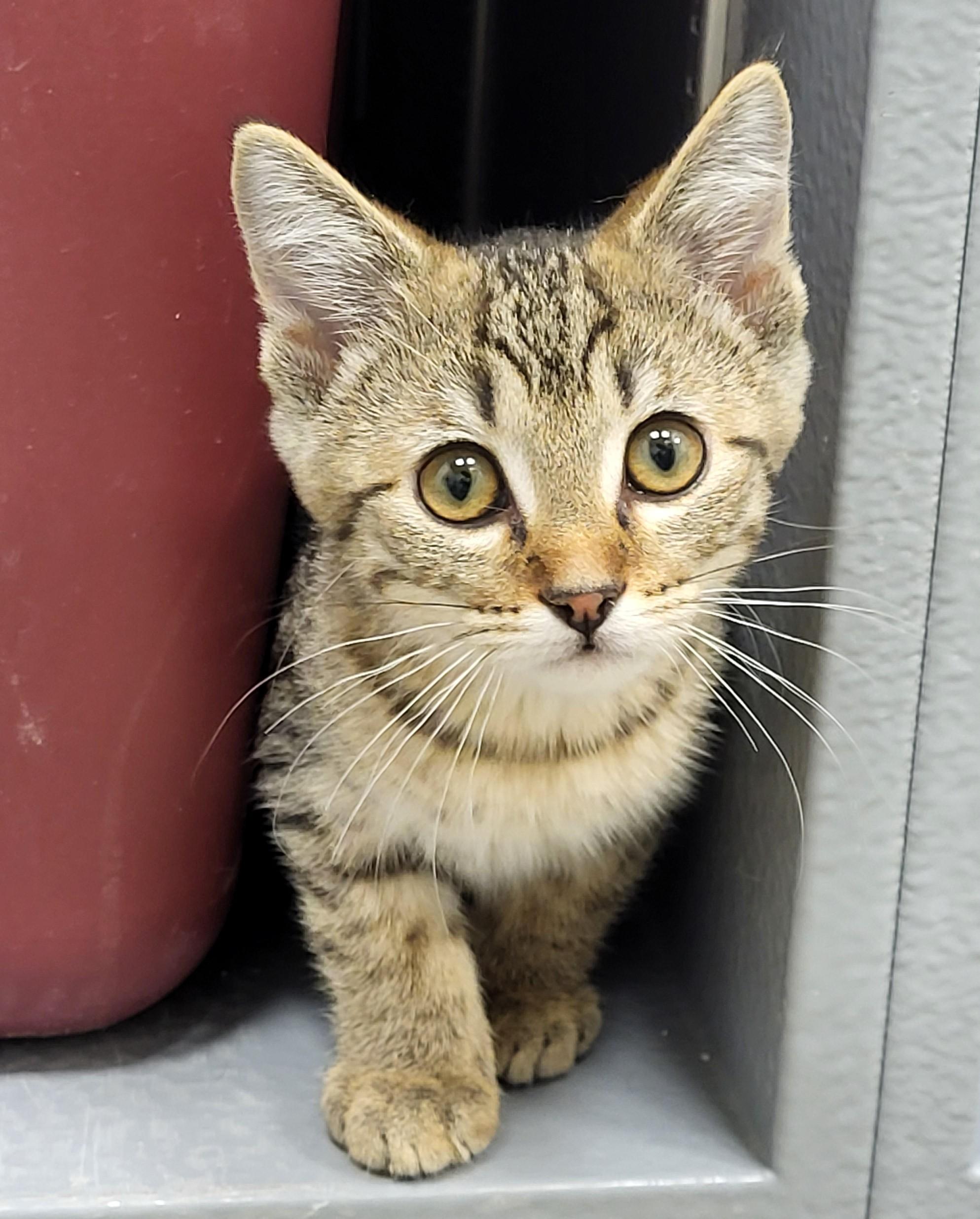 Zig Zag, an adopted Domestic Short Hair in Grayslake, IL image 3/4