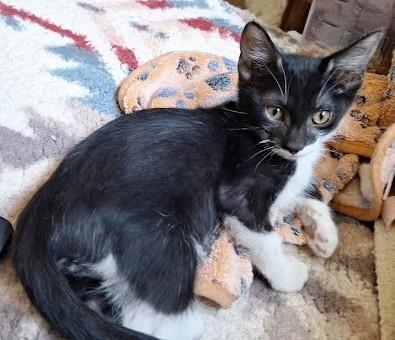 Turbo, a ADOPTABLE Domestic Short Hair in Phoenix, AZ image 1/4