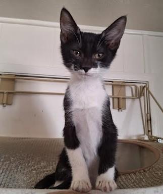 Turbo, a ADOPTABLE Domestic Short Hair in Phoenix, AZ image 3/4
