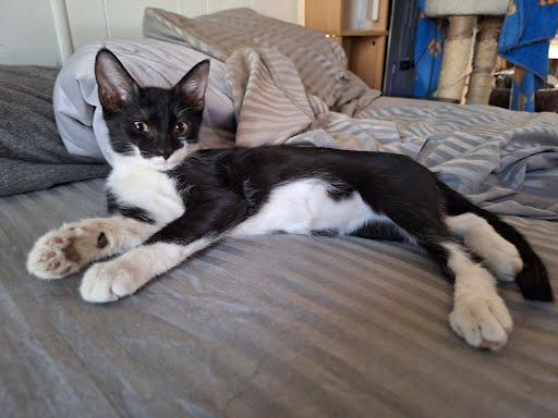 Enlarge Turbo, an adopted Domestic Short Hair in Phoenix, AZ image 2/5