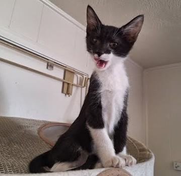 Turbo, a ADOPTABLE Domestic Short Hair in Phoenix, AZ image 4/4