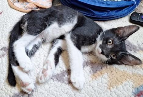 Turbo, a ADOPTABLE Domestic Short Hair in Phoenix, AZ image 2/4