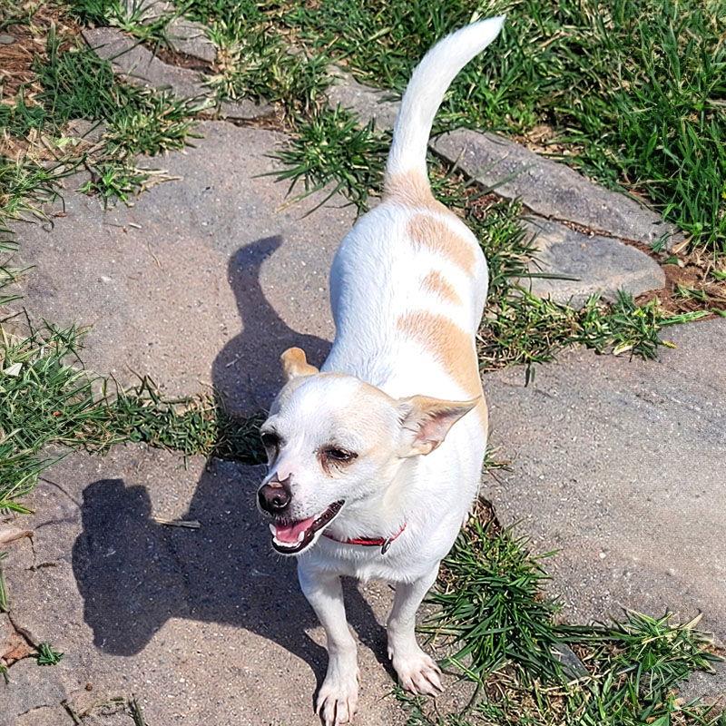 Courage (VA), Adopted, Young Male Rat Terrier.