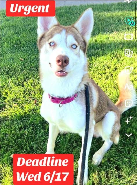 THOR, Adoptable, Young Male Siberian Husky.