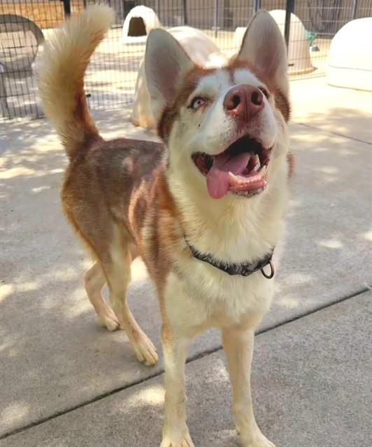 Enlarge THOR, a Adoptable Siberian Husky in Sacramento, CA image 1/1