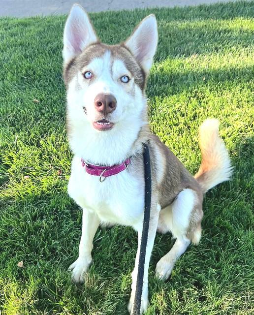 Enlarge THOR, a Adoptable Siberian Husky in Sacramento, CA image 1/1