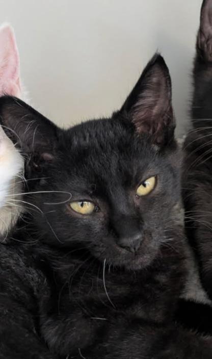 Dingo, Adoptable, Kitten Male Domestic Short Hair.