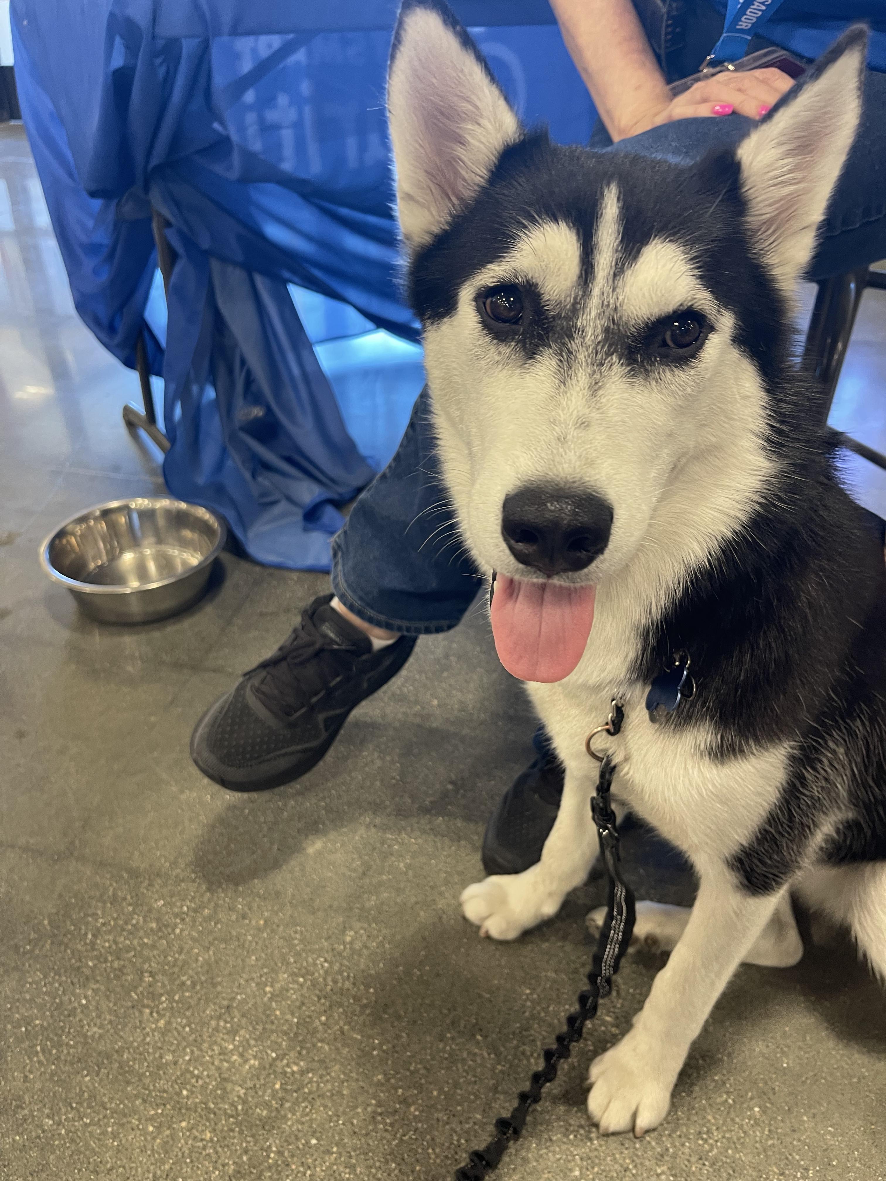 Enlarge Lana, a Adoptable Husky in torrance, CA image 4/6