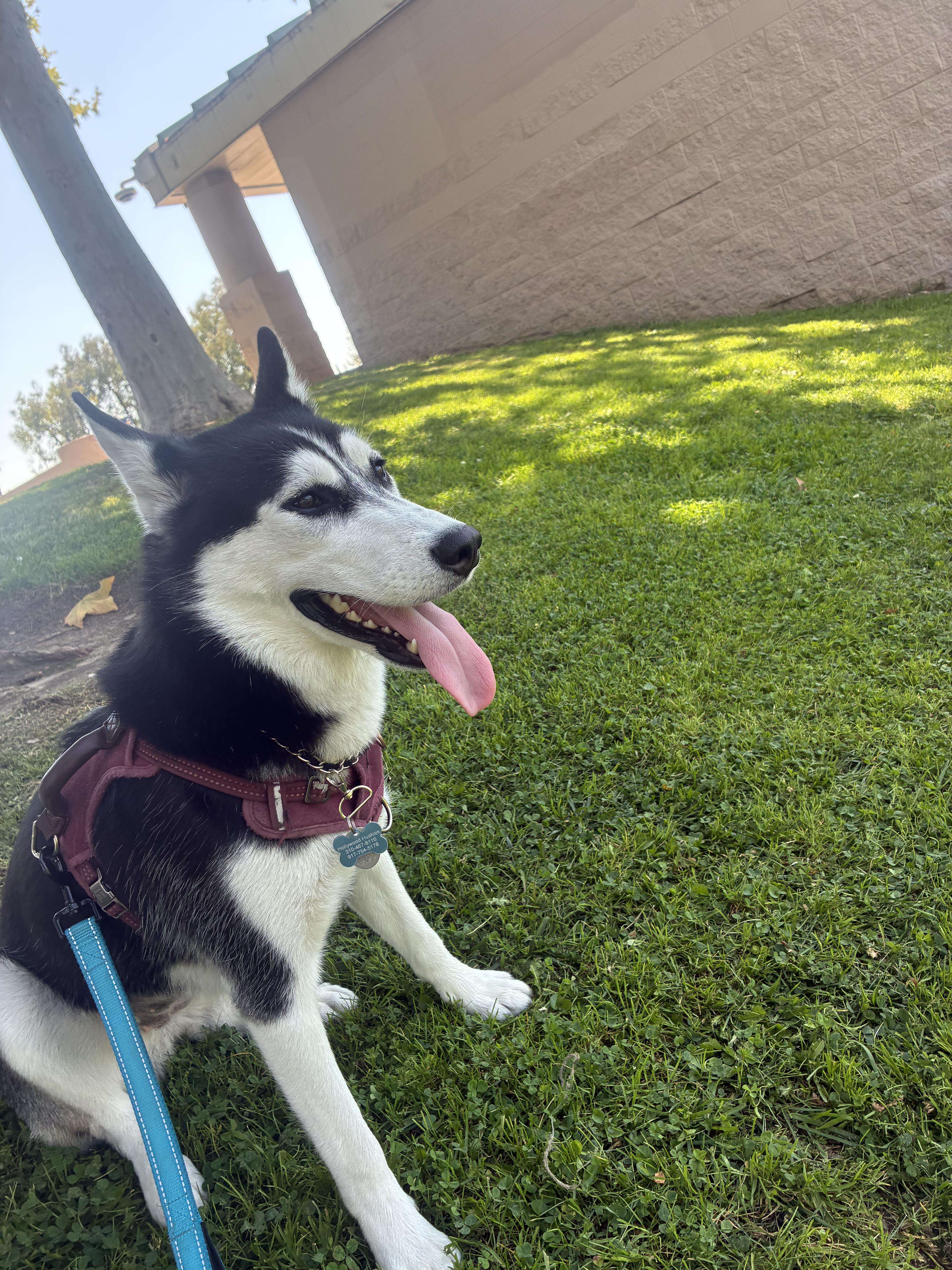 Enlarge Lana, a Adoptable Husky in torrance, CA image 5/6