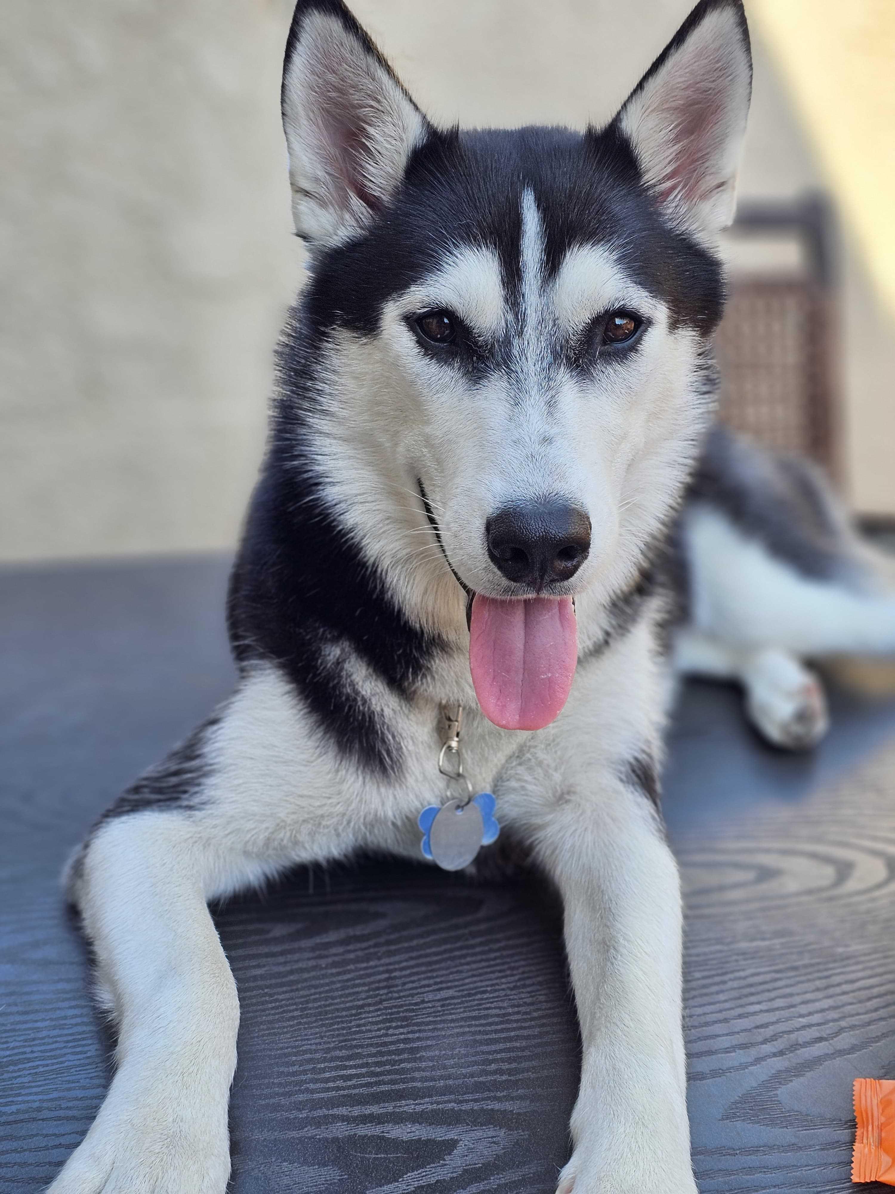 Lana, Adoptable, Puppy Female Husky.