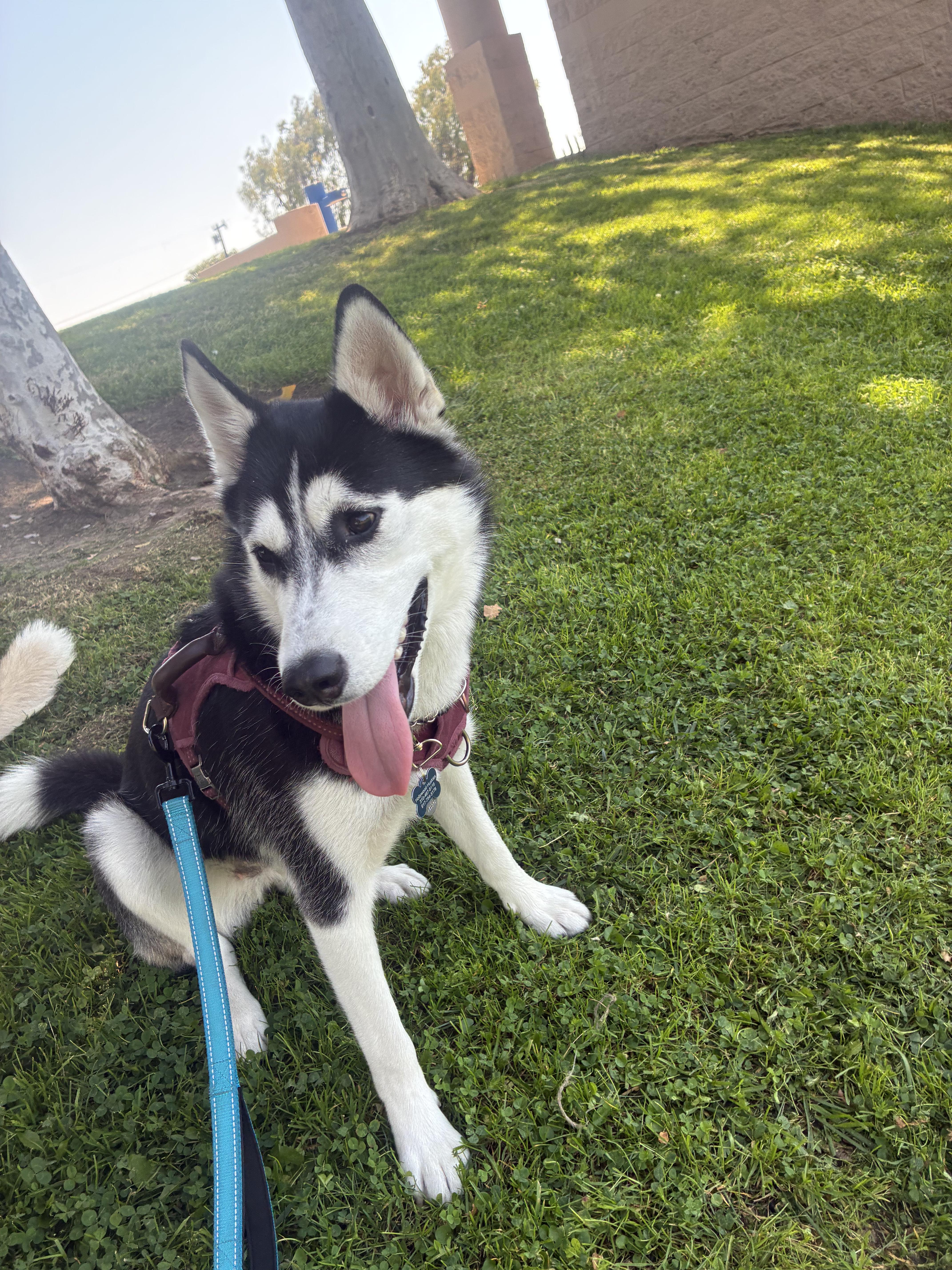 Enlarge Lana, a Adoptable Husky in torrance, CA image 2/6