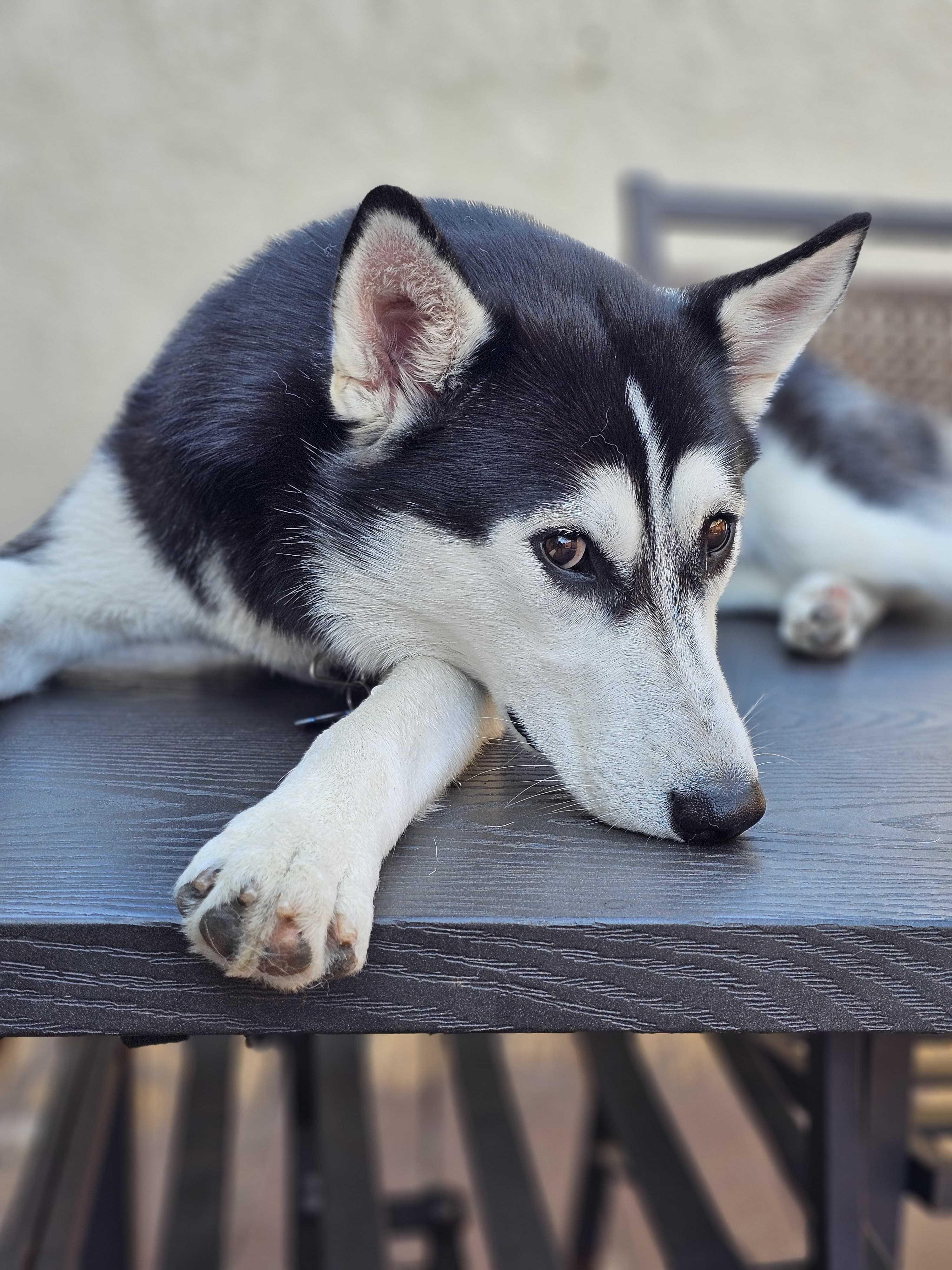 Enlarge Lana, a Adoptable Husky in torrance, CA image 3/6