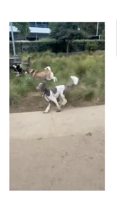 Enlarge Lana, a Adoptable Husky in torrance, CA video 6/6