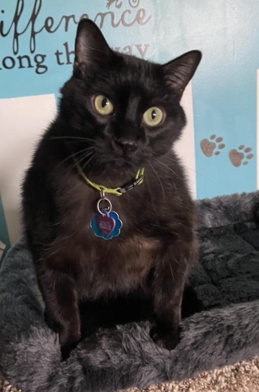 Enlarge Shiloh, a Adoptable mixed breed in Sandy, UT image 1/2