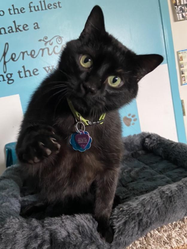 Shiloh — thumbnail 2