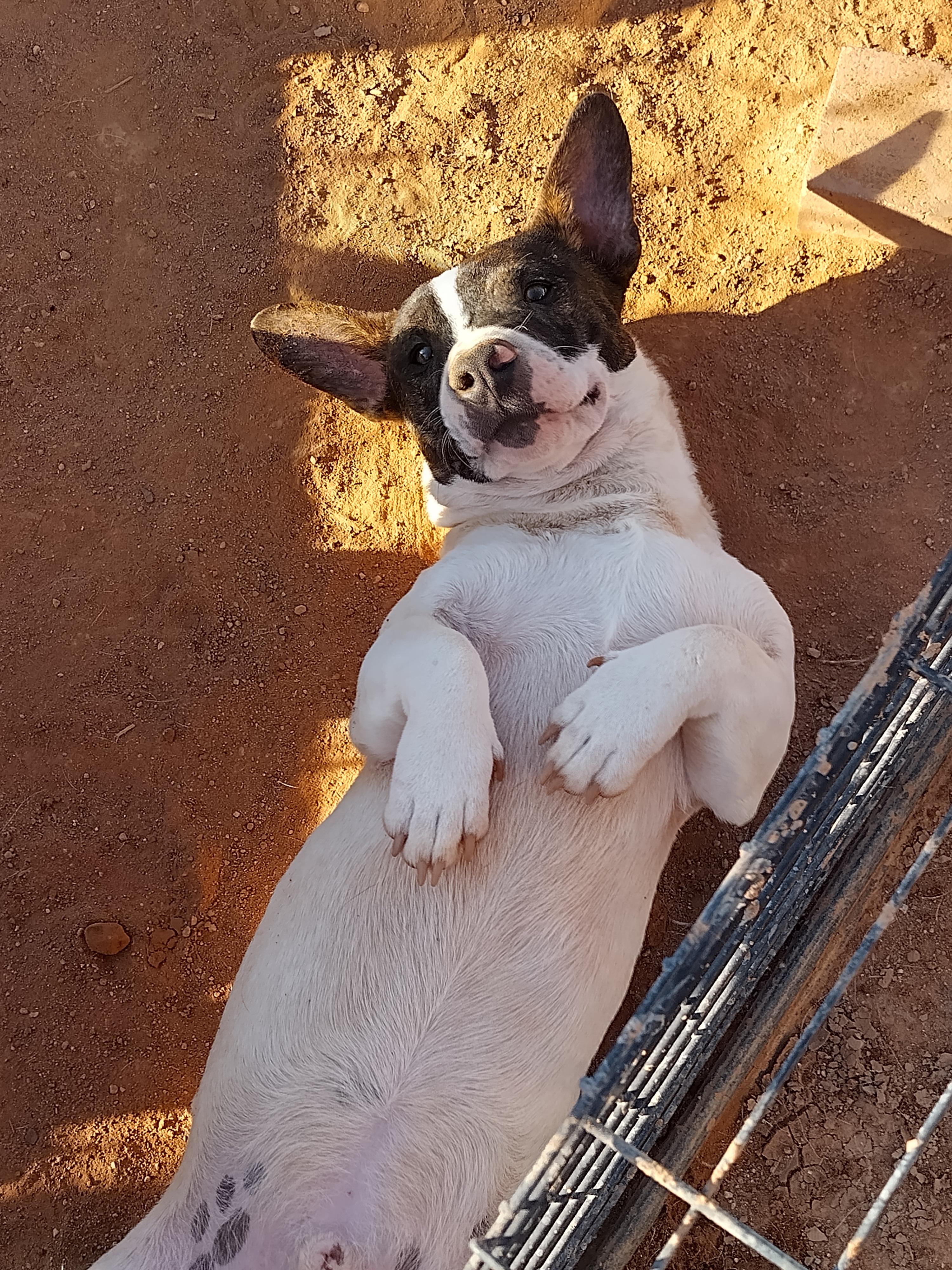 Enlarge Batdog, a ADOPTABLE Chiweenie in El Paso, TX image 1/1