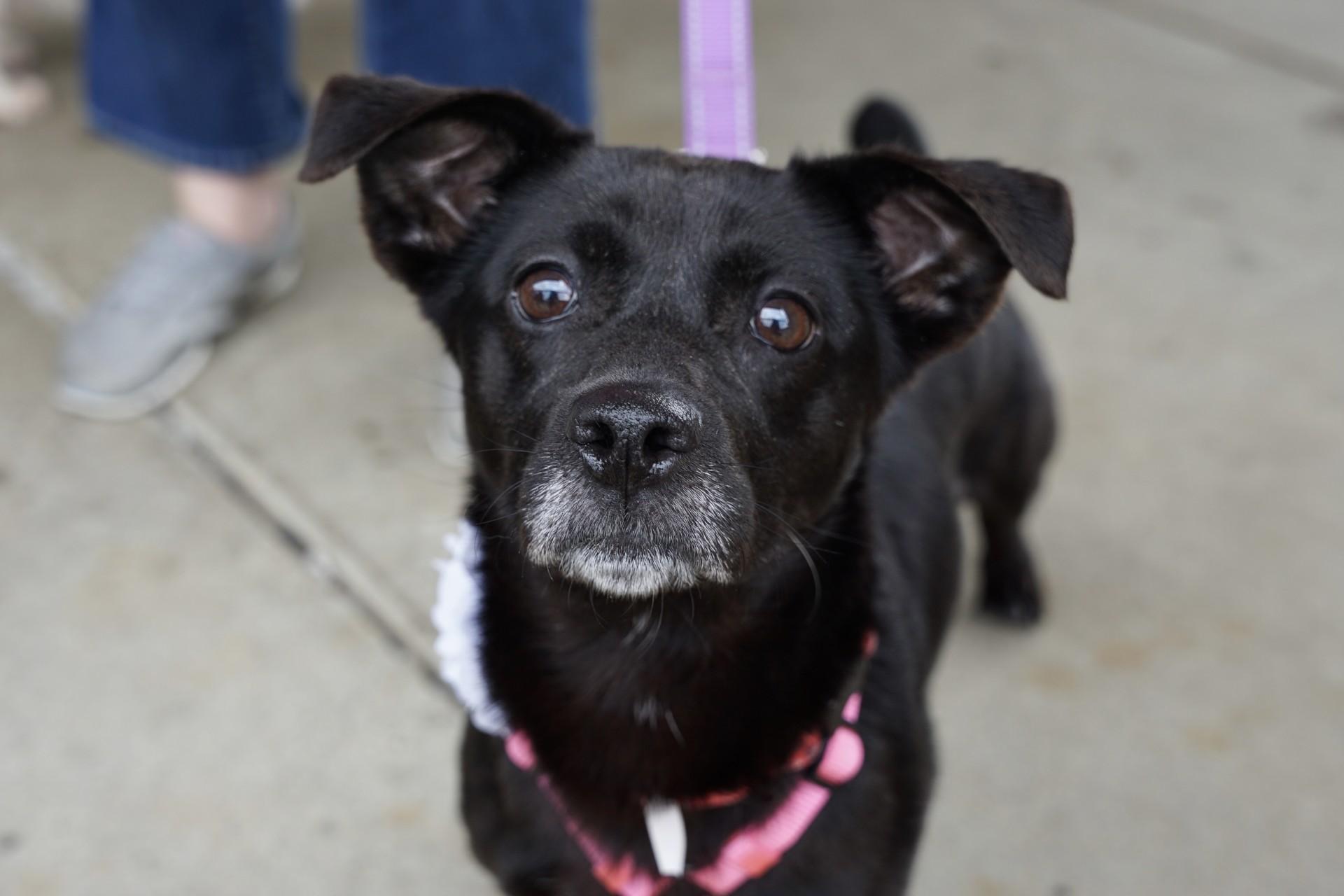 Enlarge Adopted! Sophie, a Adopted mixed breed in Bowie, MD image 4/4