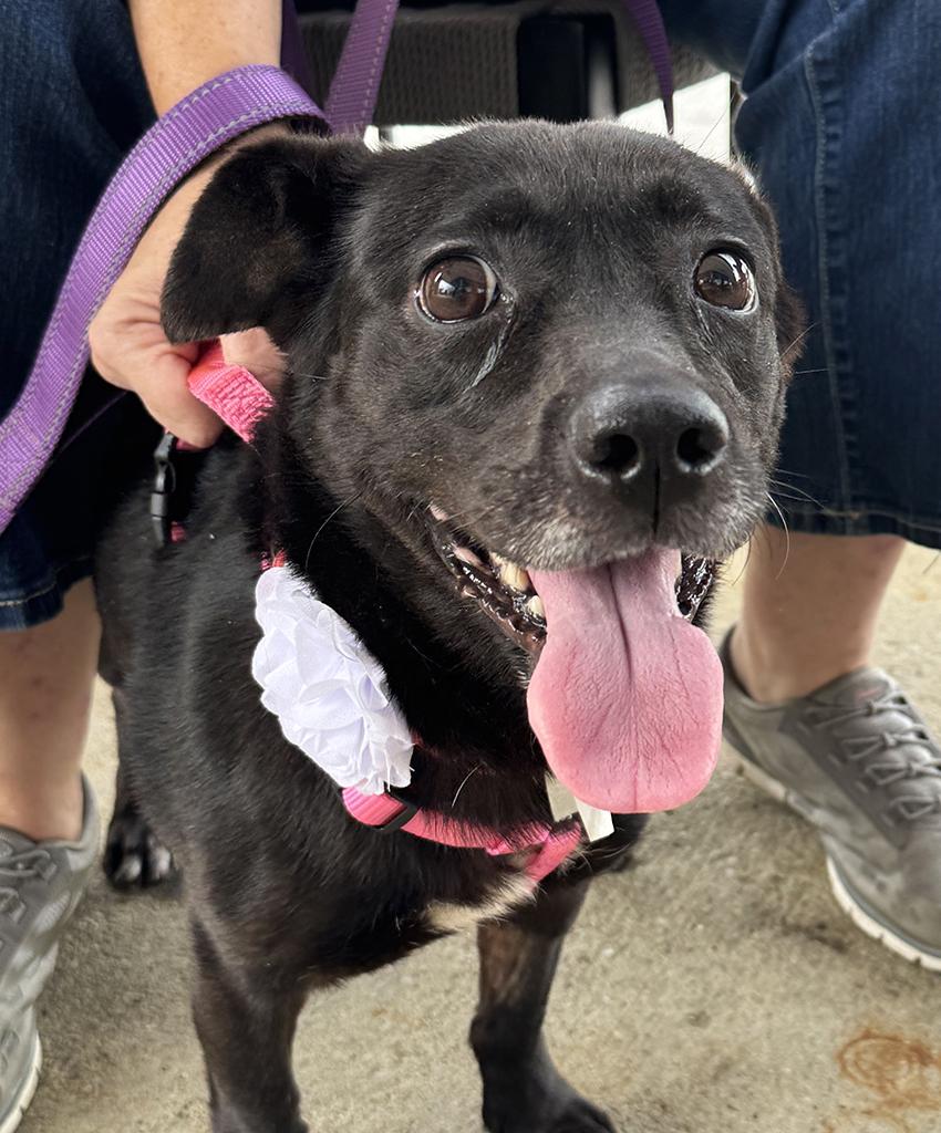 Enlarge Adopted! Sophie, a Adopted mixed breed in Bowie, MD image 2/4