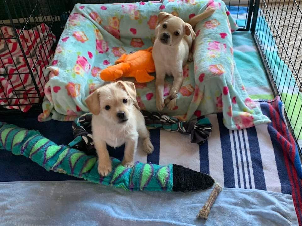 Enlarge Leo, a ADOPTABLE mixed breed in Douglas, MA image 2/2