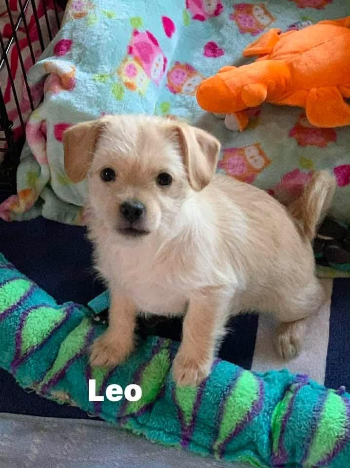 Leo, ADOPTABLE, Puppy Male Pug & Terrier.