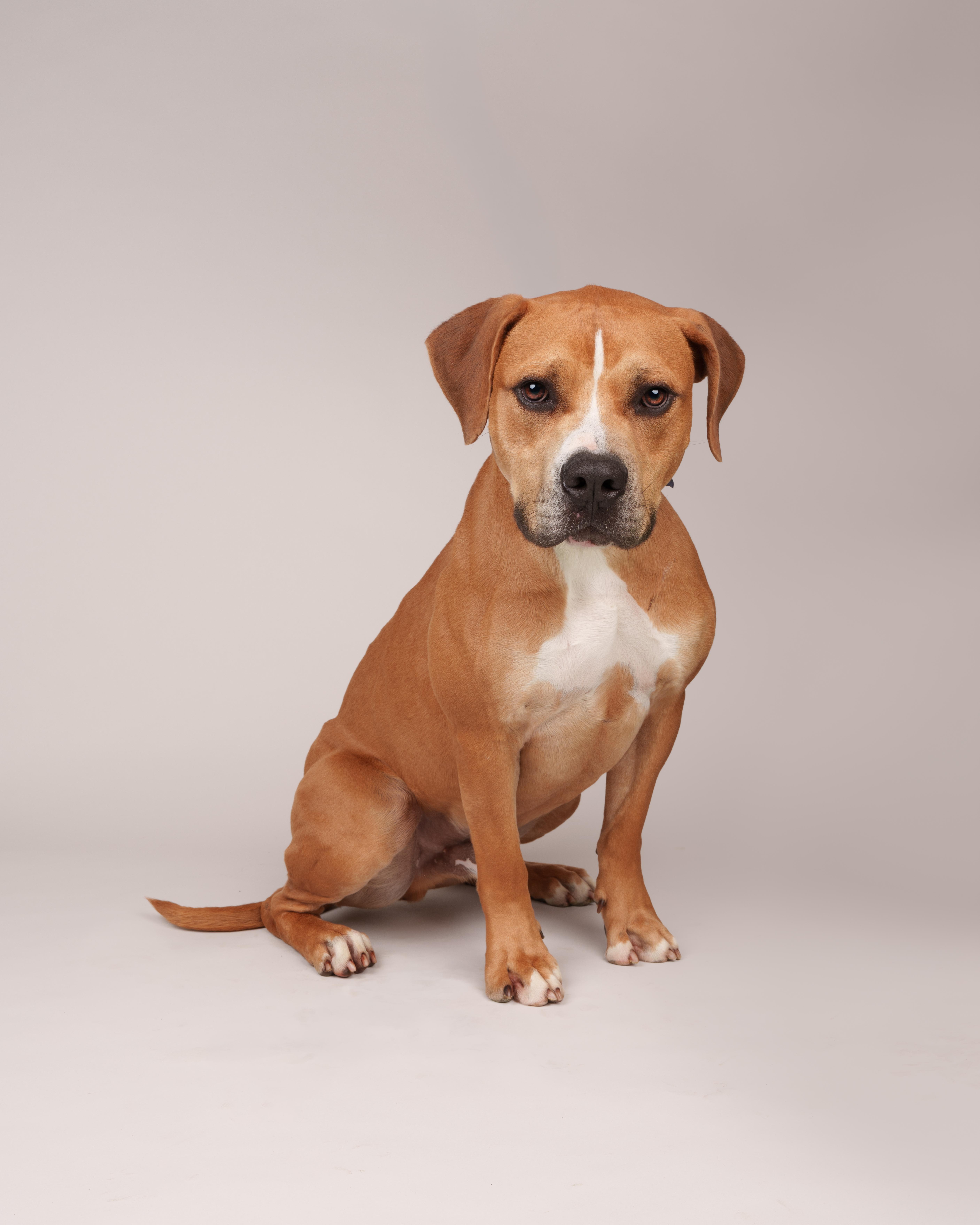 Enlarge Hogan, a Adoptable mixed breed in Southold, NY image 1/2