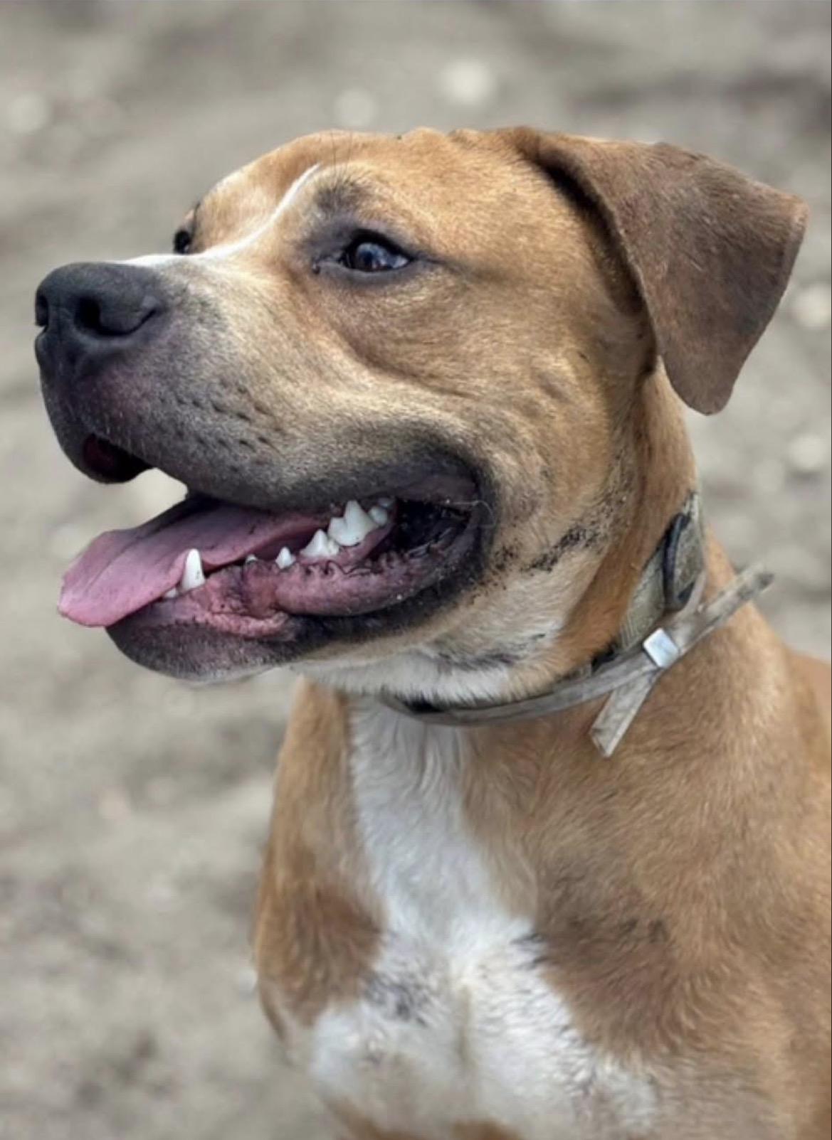 Enlarge Hogan, a Adoptable mixed breed in Southold, NY image 2/2