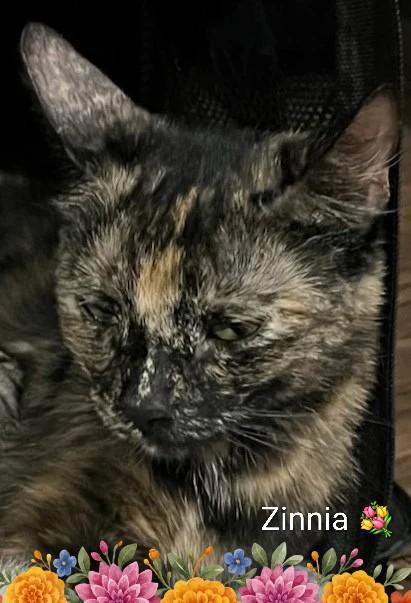 Zinnia, ADOPTABLE, Young Female Domestic Short Hair.